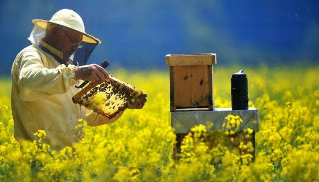 Apicultor con traje de apicultura, en prado de flores amarillas observando cuadro del panal con herramientas de separación cuadros en la mano y ahumador para ahuyentar abejas encima de la colmena