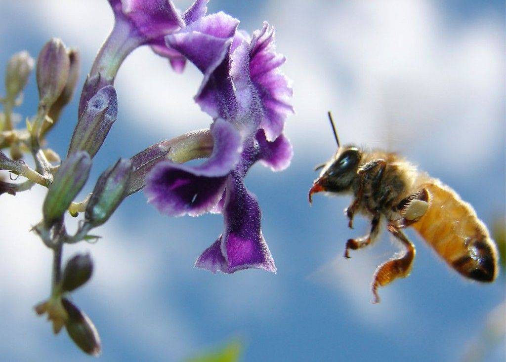 abeja volando junto a flor morada y cielo azul de fondo