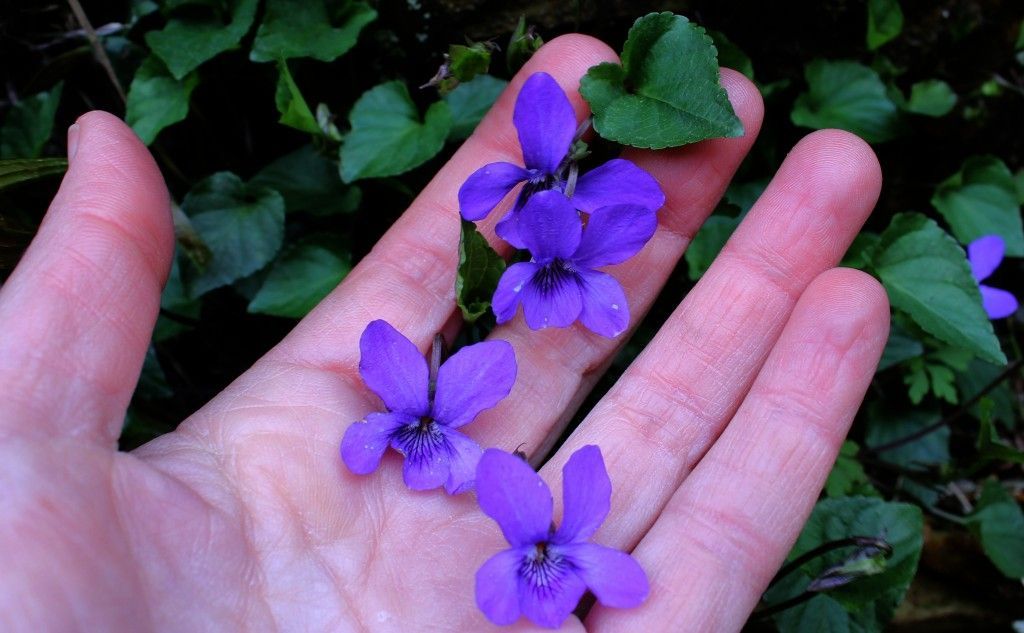 Violetas silvestres encontradas en un muro en asturias