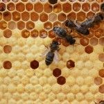 panal de abejas con miel