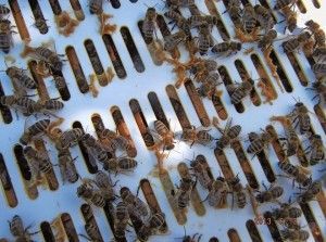 rejilla de própolis con abejas