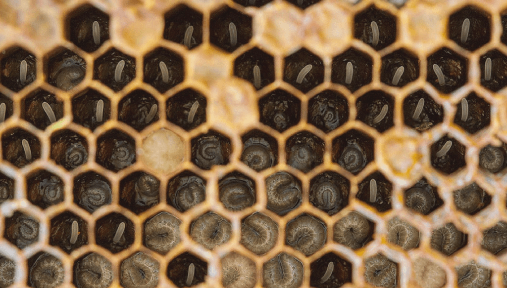larvas de abejas