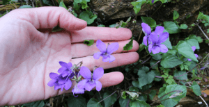 propiedades de las plantas medicinales violetas silvestres